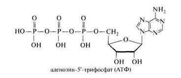 3 части атф. Аденозин 5 трифосфат формула. Реакции образования АТФ (аденозин-5-трифосфата. Аденозин- 5 – трифосфата (АТФ). Аденозин 2 дифосфат.