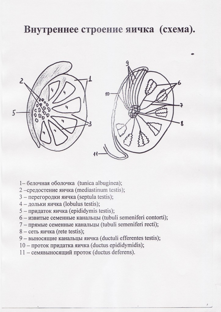 Внутреннее строение яичка анатомия. Семенной канатик анатомия строение. Яички мужчин название. Придаток яичка анатомия. Строение придатка яичка.