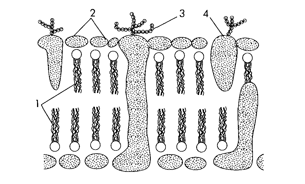 Структурный компонент мембраны клетки. Подпишите основные структурные компоненты клеточной мембраны. На рисунке подпишите основные структурные компоненты клеточной. На рис подпишите основные структурные компоненты клеточной мембраны. Рисунок основных структур жутика.