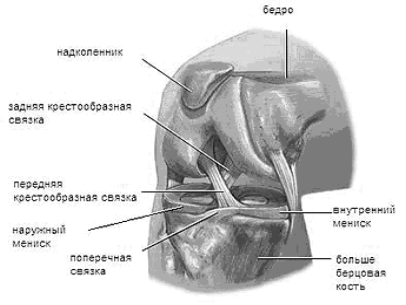 Анатомия мениска