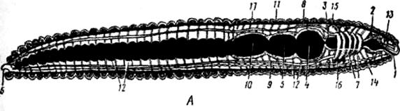 Передний и задний конец червя. Кольчатые черви строение. Головная лопасть кольчатых червей. Малощетинковые черви параподии. Кольчатые черви продольный срез.