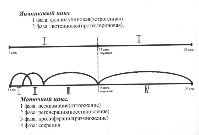 Разная длина цикла