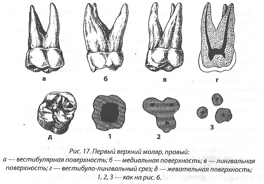 Коренные зубы вторым. Первый моляр верхней челюсти. 1 Моляр верхней челюсти анатомия. Анатомия первого моляра верхней челюсти. Perviy molyar vehney chelyusti.