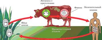 Аурухана ішілік инфекция - презентация онлайн