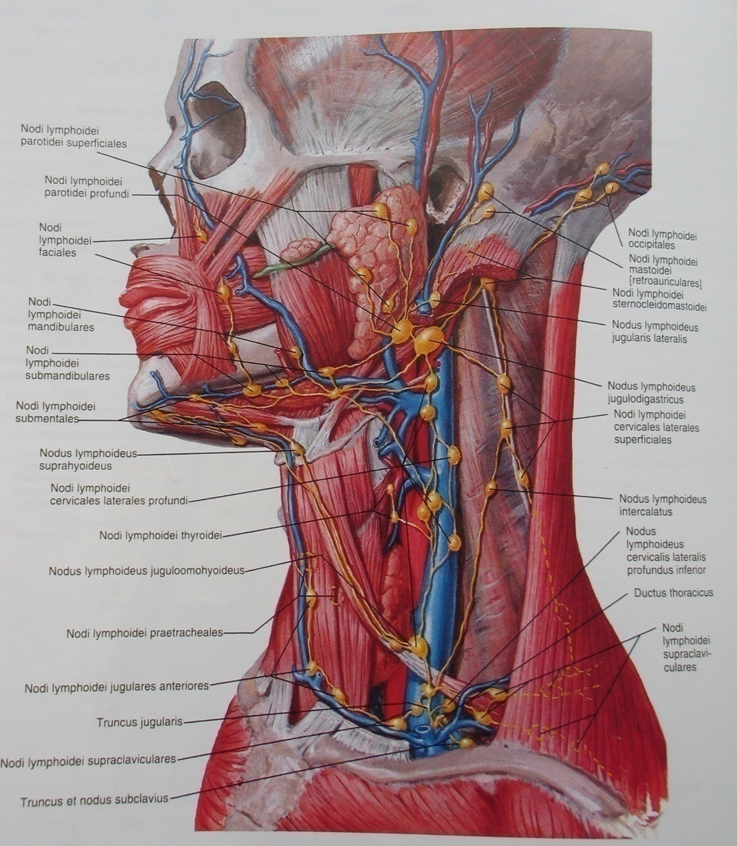 Лимфоузел в мышце. Лимфатическая система человека анатомия шеи. Лимфатическая система Неттер. Лимфатическая система шеи топографическая анатомия.