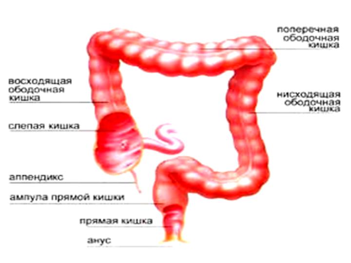 Длина слепой кишки