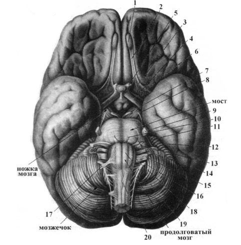 Обонятельные доли мозга. Обонятельный треугольник головного мозга. Обонятельные луковицы головного мозга. Обонятельный мозг анатомия. Обонятельный мозг обонятельный треугольник.