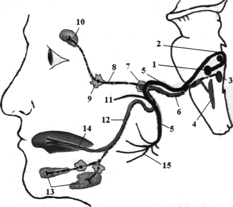 3 лицевой нерв. Схема иннервации лицевого нерва. Лицевой нерв неврология схема. Лицевой нерв путь схема неврология. Лицевой нерв анатомия ядра.