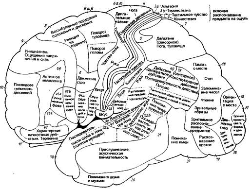 Локализация психических функций в мозге. Мозг поля Бродмана. Локализационная карта Клейста. К Клейст локализационная карта мозга. Головной мозг цитоархитектонические поля Бродмана.