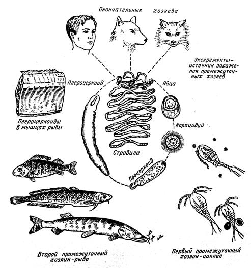 Сосальщик широкий лентец. Жизненный цикл широкого лентеца схема. Широкий лентец цикл развития. Широкий лентец жизненный цикл схема. Цикл развития широкого лентеца схема.