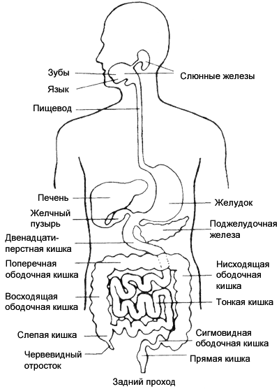 Строение отделов желудочно-кишечного тракта. Желудочный тракт человека строение и функции. Пищеварительная система кишечник анатомия. Строение органов пищеварительной системы. Схема желудка и кишечника.