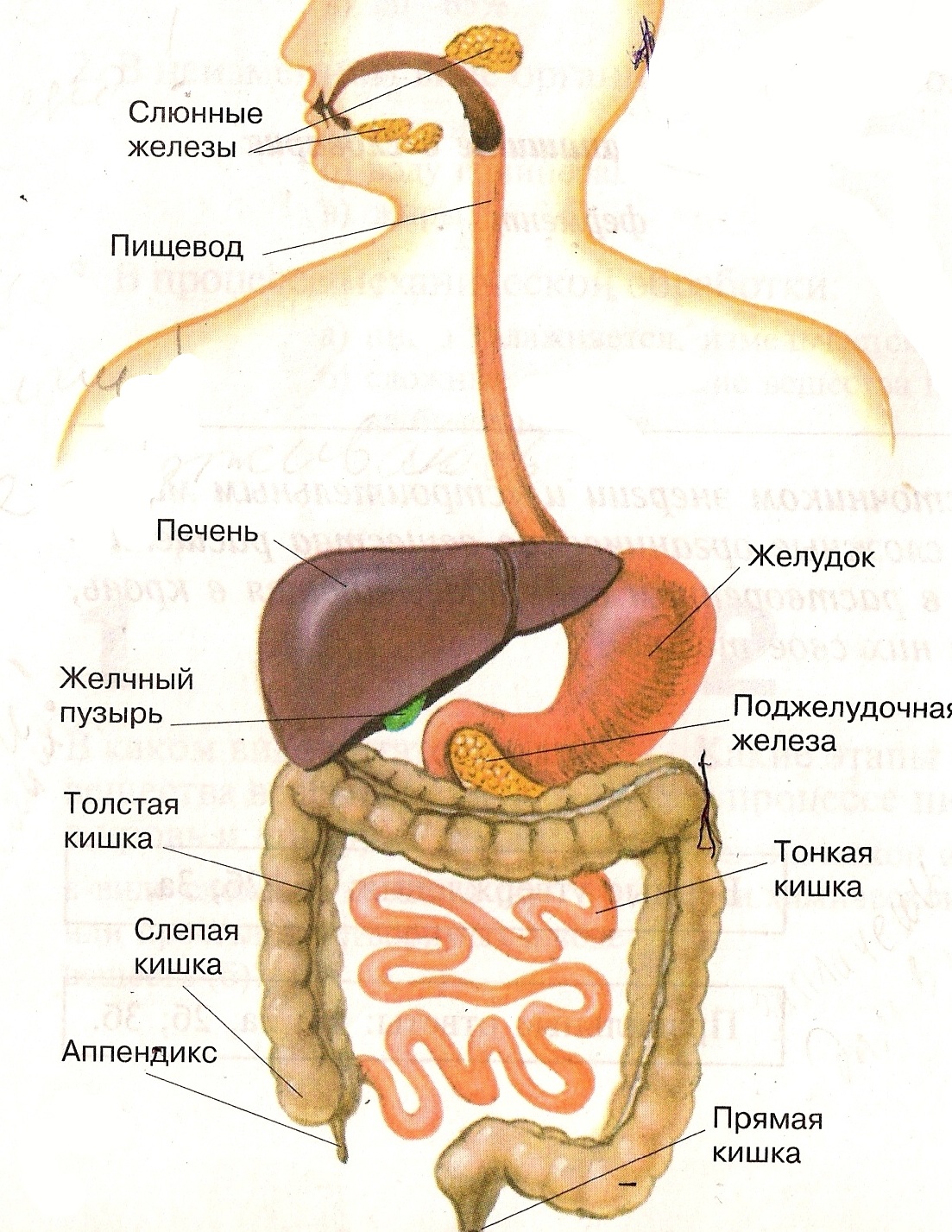 Пищеварительная система состоит из органов. Пищеварительная система анатомия. Строение органов пищеварительной системы. Система органов пищеварения пищеварительный канал рис 91. Строение пищеварительной системы рисунок.