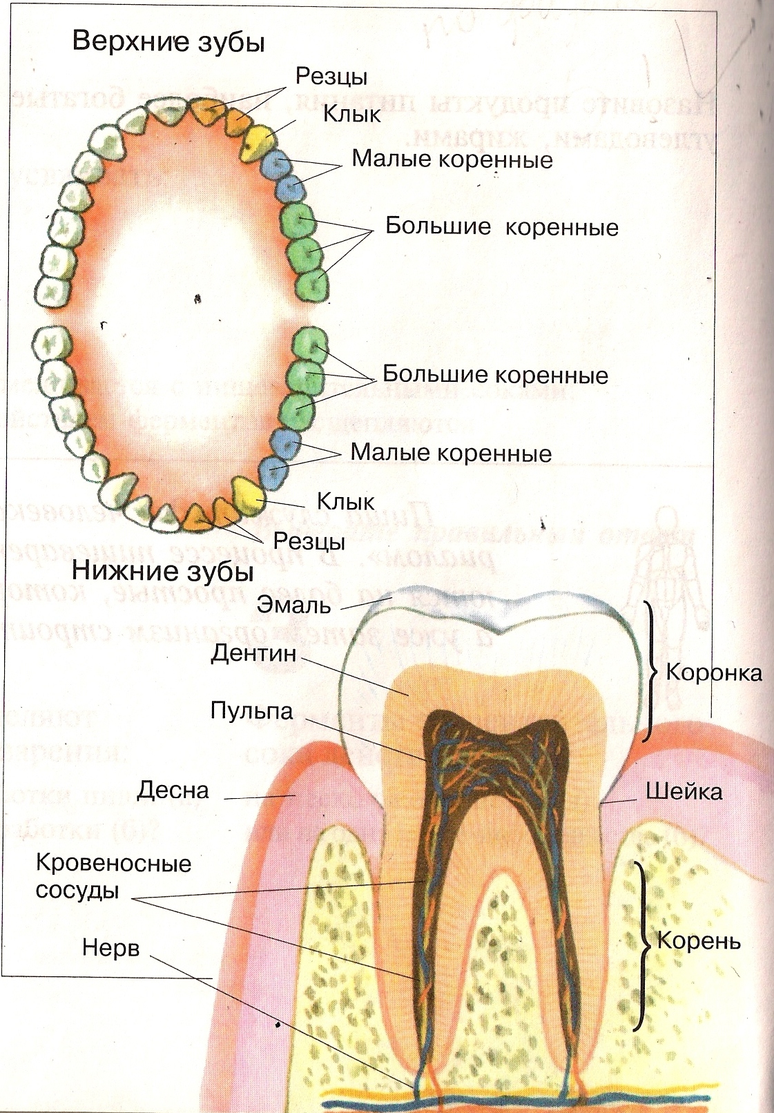 Большие резцы зубы. Зубы: резцы, клыки, коренные зубы.. Строение зубов резцы моляры.