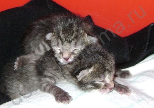 Новорожденные котята с мамой. Сиамские котята новорожденные. Маленькие котятки новорожденные. Куда деть котят если их никто не берет. Мама кошка с новорожденными котятами.