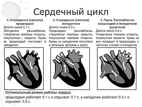 Пассивное наполнение сердца кровью фаза сердечного. Систолы желудочков сердечного цикла. Диастола предсердий и желудочков. Диастола желудочков объем крови. Продолжительность систолы и диастолы желудочков.