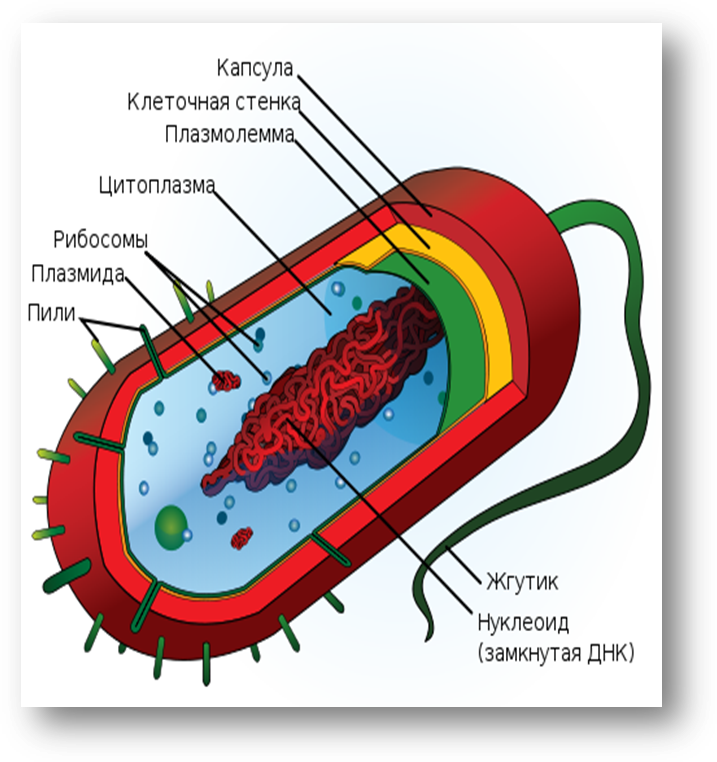 Строение бактерии прокариот. Прокариотическая клетка структура. 5. Строение прокариотической клетки.. Строение прокариотической клетки бактерии.