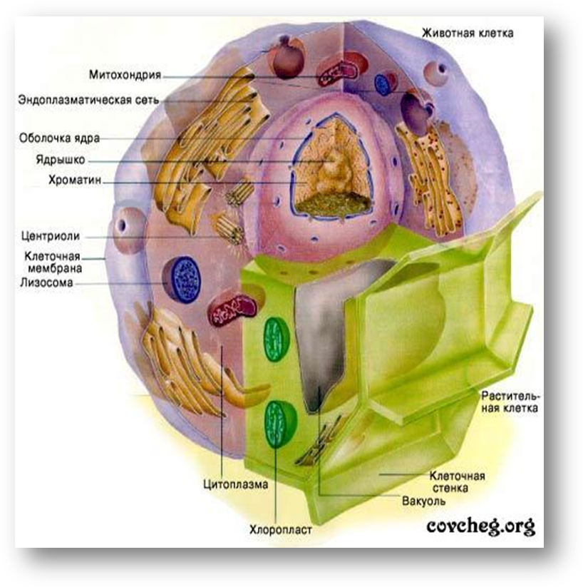 Хлоропласты ядро митохондрии лизосомы. Строение животной клетки эукариот. Эукариоты растительная клетка строение. Строение эукариотических клеток животной. 2. Строение эукариотической клетки.
