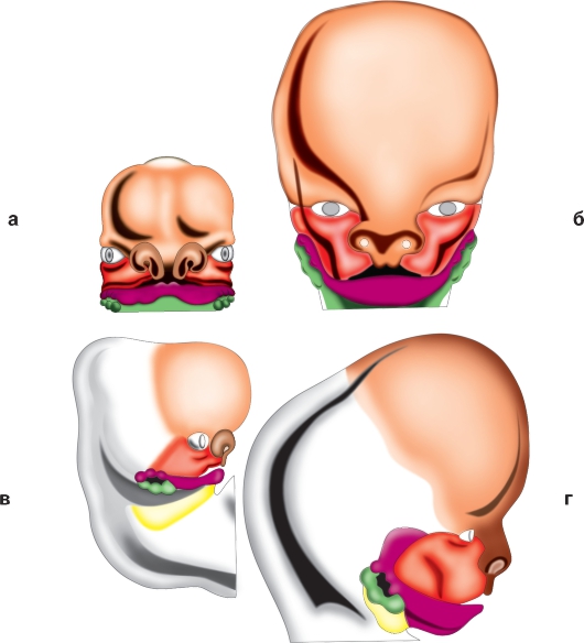 Развитие лицевой области. Эмбриогенез костей черепа. Эмбриогенез челюстно-лицевой области. Эмбриональное развитие черепа человека.