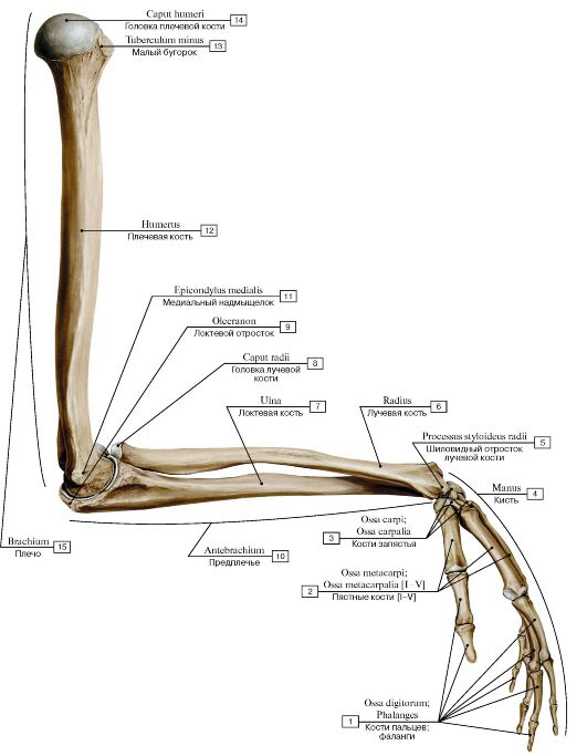 Анатомия кости верхней конечности. Скелет верхней конечности анатомия латынь. Кости верхней конечности анатомия на латыни. Строение верхней конечности анатомия. Строение костей верхней конечности анатомия.