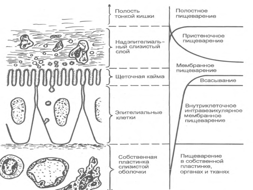 Типы пищеварения в тонком кишечнике. Полостное и пристеночное пищеварение в тонкой кишке схема. Всасывание в тонком кишечнике схема. Схема всасывания в тонкой кишке. Пищеварение в тонком кишечнике полостное и пристеночное пищеварение.