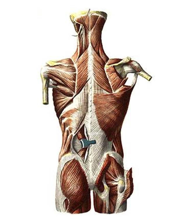 Фасции спины. Мышцы спины поверхностные и глубокие слои анатомия. Поверхностные мышцы спины анатомия. Поверхностные мышцы спины 2 слой. Мышцы спины анатомия поверхностный слой.
