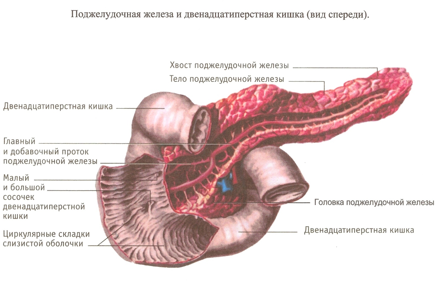 Внутреннее строение поджелудочной. Строение 12 перстной кишки поджелудочная. 12 Перстная кишка печень поджелудочная железа. Большой сосочек 12 перстной кишки анатомия. Анатомия поджелудочная железа расположена.
