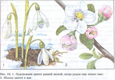 Для чего необходимо тепло растениям. Смотреть фото Для чего необходимо тепло растениям. Смотреть картинку Для чего необходимо тепло растениям. Картинка про Для чего необходимо тепло растениям. Фото Для чего необходимо тепло растениям