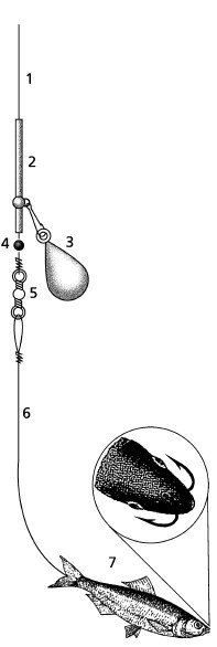 Монтаж для ловли налима. Оснастка для донной ловли налима. Монтаж закидушки на налима. Оснастка закидушки на налима. Оснастка донной снасти на налима
