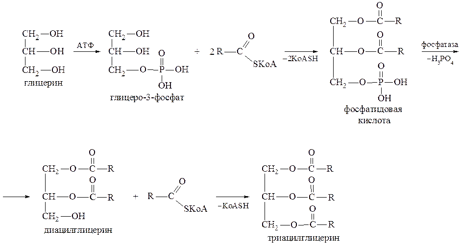 Глицерин атф. Схема синтеза фосфатидилхолина. Фосфатидилхолин из глицерол 3 фосфата. Синтез липидов схема. Схема синтеза лецитина.