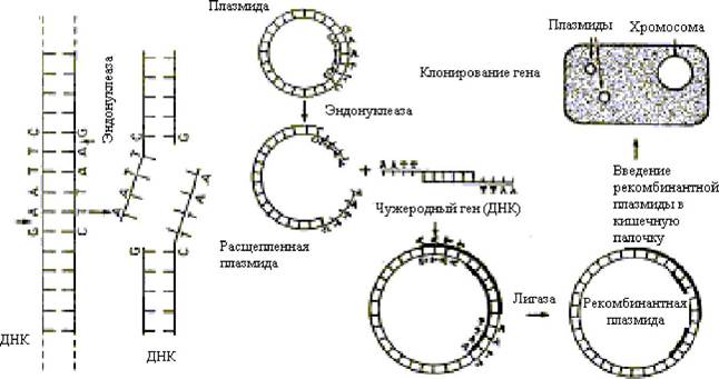 Этапы получения рекомбинантного инсулина. Метод рекомбинантных плазмид схема. Этапы генной инженерии схема. Схема получения рекомбинантной плазмиды. Ген \инсулина схема.