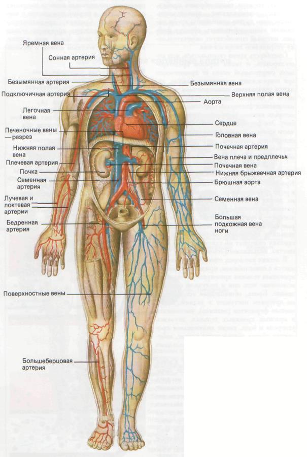 Артерии и вены тела. Вены и артерии человека анатомия схема. Венозная система человека анатомия схема расположения. Венозная система и артериальная система. Артериальная система человека атлас.