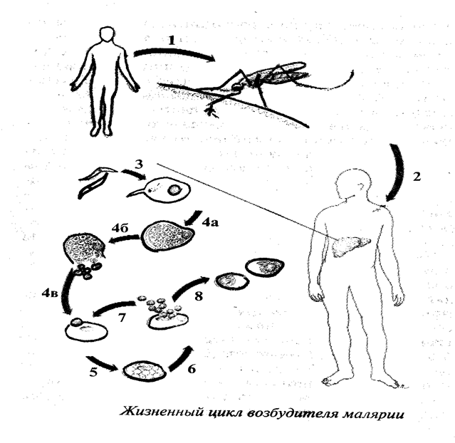 Жизненный цикл возбудителя. Схема жизненного цикла возбудителей малярии. Жизненный цикл возбудителя малярии протекает. Схема передачи возбудителя малярии человеку. Рисовать жизненный цикл возбудителя.