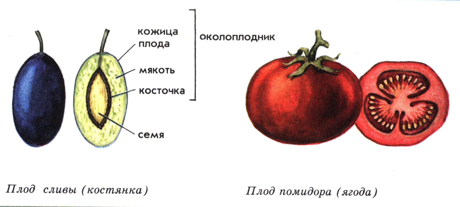 Вид семени томата. Строение плода томата. Строение ягодовидного плода. Внутреннее строение плода томата.