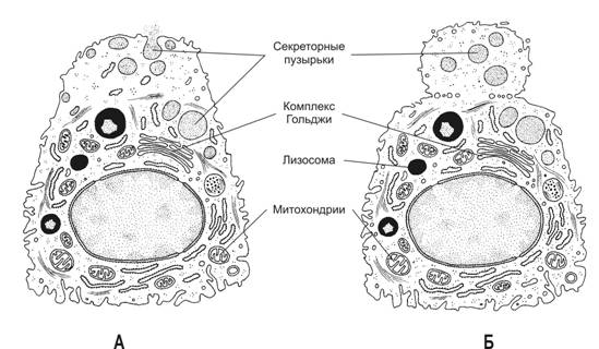 Секреторные б клетки. Секреторная везикула. Функция секреторной везикулы клетки. Схема секреторного цикла железистой клетки.