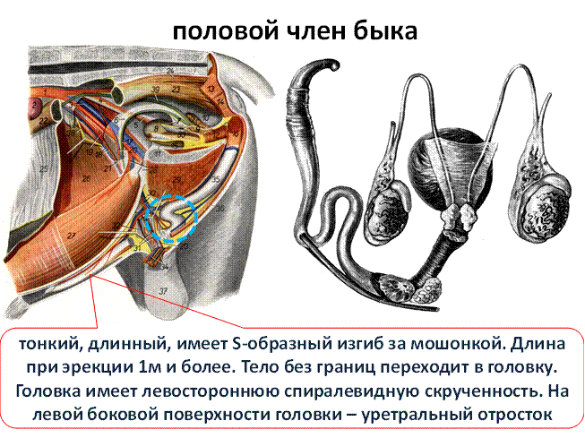 Penis calculator. Строение полового члена. Строение половых органов быка. Строение головки полового члена.