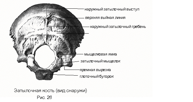Мыщелки черепа. Мыщелки затылочной кости анатомия. Затылочная кость черепа анатомия человека. Затылочная кость черепа анатомия строение. Затылочная кость анатомия края.