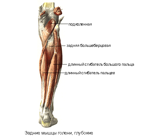 Мышцы нижних конечностей стопы. Длинный разгибатель пальцев мышца голени. Мышцы сгибатели голени анатомия. Длинный сгибатель большого пальца стопы мышца голени. Длинный сгибатель пальцев мышца голени анатомия.