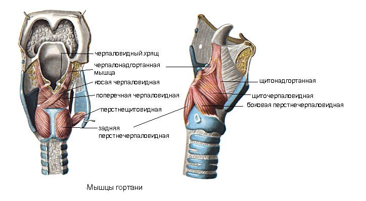 Гортань впр. Черпаловидный хрящ анатомия строение. Гортань строение анатомия хрящи. Гортань хрящи гортани анатомия. Надгортанник и щитовидный хрящ.
