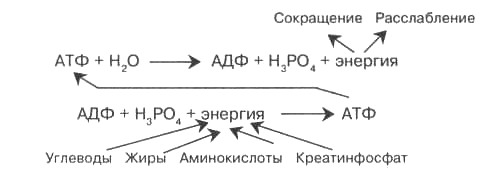 Ресинтез атф схема