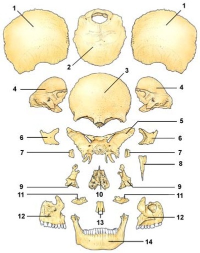 Кости черепа каждая кость. Строение кости черепа человека. Кости лицевого черепа анатомия строение. Лицевые кости черепа человека анатомия. Кости черепа отдельно анатомия.