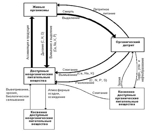 Круговорот веществ в природе география 6 класс. Биогеохимический круговорот веществ схема. Биогеохимические циклы веществ. Круговорот биогеохимических циклов. Круговорот веществ и энергии в биосфере схема.