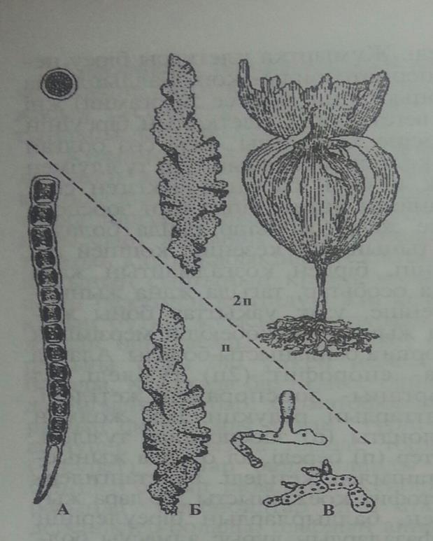 Ульва вид водорослей. Цикорий обыкновенный рисунок. Рассмотрите изображения растений цикорий рис ульва подпишите. Ульва водоросль размножение. Рассмотрите изображения растений цикорий рис ульва подпишите.