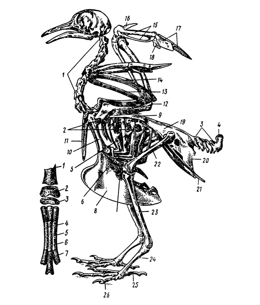 Скелет птицы с подписями. Строение скела курицы. Отделы позвонка у птиц. Строение шейных позвонков птиц. Скелет голубя биология 7 класс.