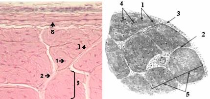 Плотная оформленная соединительная ткань препарат. Продольный срез сухожилия гистология препарат. Плотная оформленная соединительная ткань срез сухожилия. Плотная соединительная ткань поперечный срез гистология. Поперечный срез сухожилия препарат.