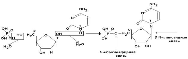 Приведите схему дефосфорилирования 5 дезоксиадениловой кислоты