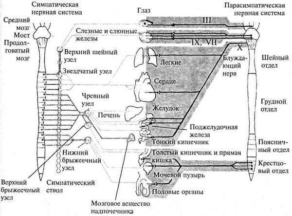 Лекция 23 Функциональная анатомия вегетативной нервной системы