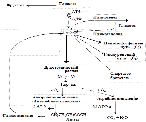основные пути метаболизма глюкозы в клетках. роль глюкозо-6-фосфата в метаболизме глюкозы. пути превращения глюкозы в клетке биохимия. окислительный пентозофосфатный путь регуляция. общая схема метаболизма глюкозы в клетках.