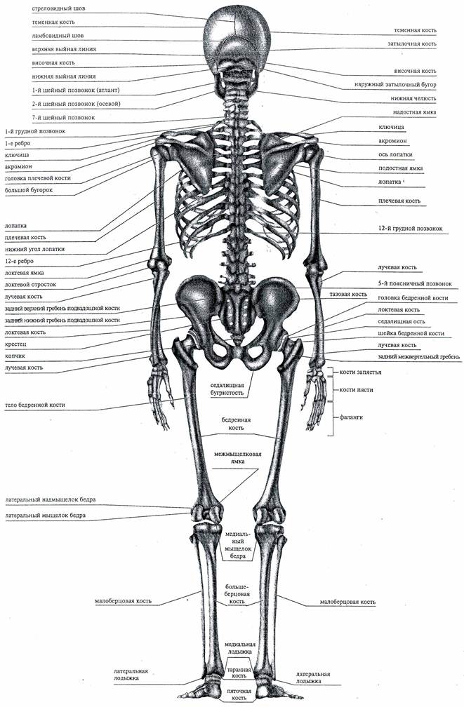 Скелет с названиями костей на русском языке. Строение скелета человека вид спереди. Скелет человека с описанием всех костей и суставов.