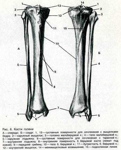 Мыщелок большой берцовой. Анатомия малоберцовой кости. Большеберцовая кость анатомия. Малоберцовая кость голени. Малоберцовая кость анатомия.