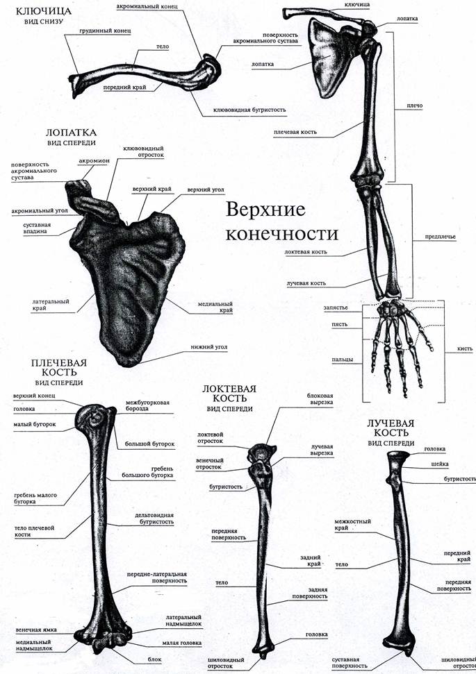 Части верхней конечности человека. Строение верхней конечности. Кости верхней конечности вид спереди. Строение пояса верхних конечностей. Скелет верхней конечности анатомия латынь.